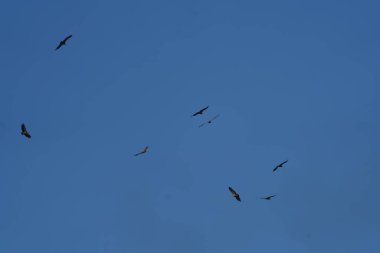 Kuşlar ve akbabalar sürüler halinde mavi gökyüzünde uçuyorlar.