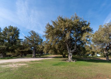 Yeşil çimen piknik alanı, bir bank ve birkaç ağaç.