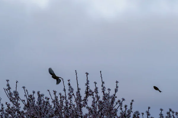 在杏树枝头附近飞行的鸟 开着白花 — 图库照片