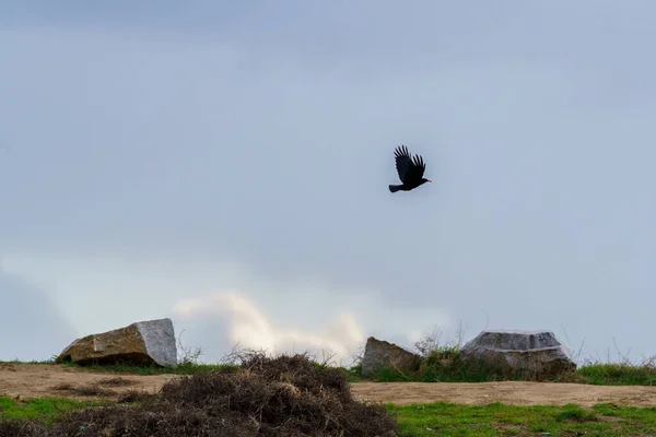 Vogelsilhouette Fliegt Dicht Boden Mit Steinen Pflanzen Und Einem Pfad — Stockfoto