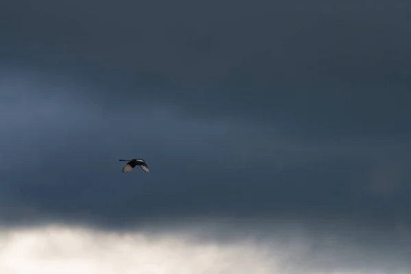 Magpie Flying Sky Amidst Storm Clouds — Stock Photo, Image