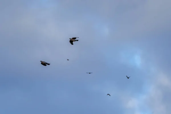 Vultures Birds Flying Blue Sky Flocks — Stock Photo, Image