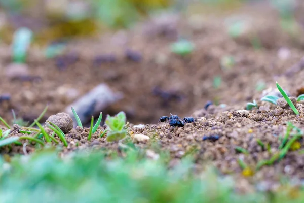 stock image Ants walking on the ground next to their nest looking for food in macro close by