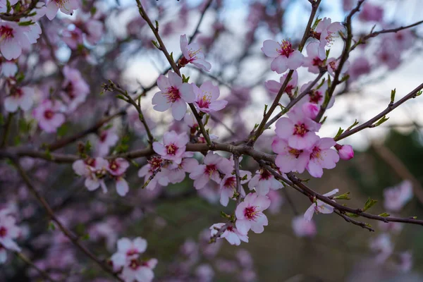 Mandelbaumzweige Mit Weißen Blüten Und Unkonzentriertem Hintergrund Frühling — Stockfoto