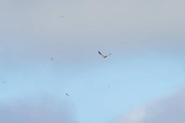 Uccelli Avvoltoi Che Volano Attraverso Cielo Blu Stormi — Foto Stock