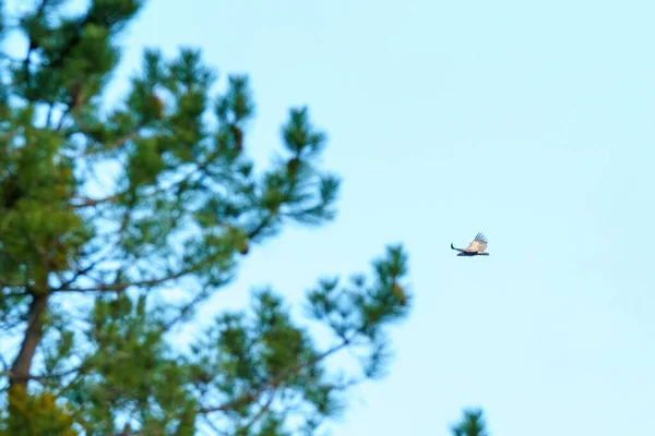 Griffon Akbaba yırtıcısı Şafak vakti bir ağacın dallarının yanında uçuyor