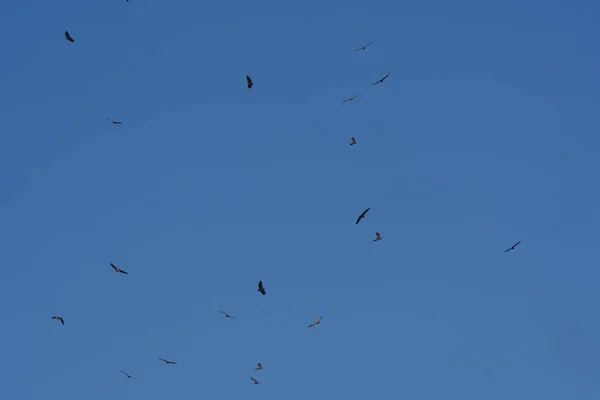 Birds Vultures Flying Blue Sky Flocks — Stock Photo, Image