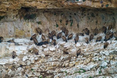 Griffon Akbabaları granit kaya vadilerinde yuva yapıyor.