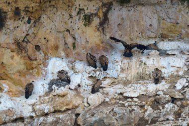 Griffon Akbabaları granit kaya vadilerinde yuva yapıyor.