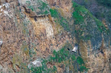 Griffon akbabası gün doğumunda granit kayaların arasında uçuyor.