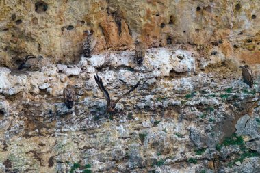 Griffon akbabası sabahın erken saatlerinde granit kayayla yola çıkıyor.