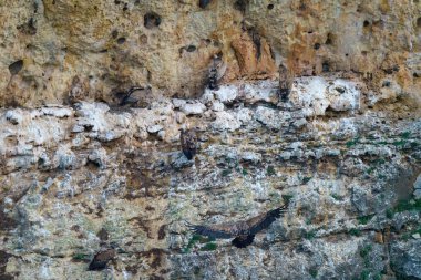 Griffon akbabası sabahın erken saatlerinde granit kayaya kondu.