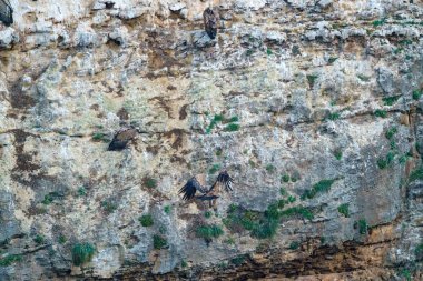 Griffon akbabası sabahın erken saatlerinde granit kayaya kondu.