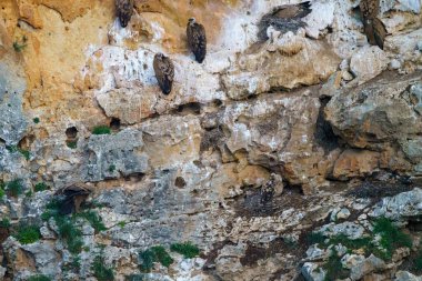 Griffon Akbabaları granit kaya vadilerinde yuva yapıyor.