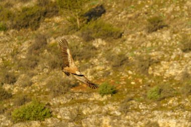 Griffon akbabası ağaçların üzerinde uçuyor İlkbaharda alacakaranlıkta yeşil yapraklarla