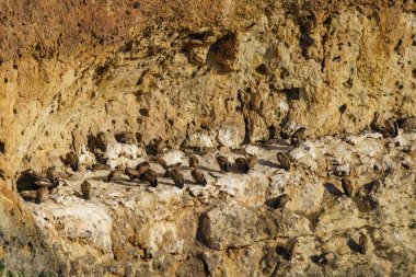 Griffon Akbabaları granit kaya vadilerinde yuva yapıyor.