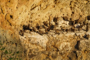Griffon Akbabaları granit kaya vadilerinde yuva yapıyor.