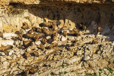 Griffon Akbabaları granit kaya vadilerinde yuva yapıyor.