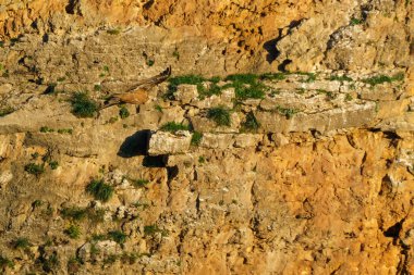 Griffon Akbabaları granit kaya vadilerinde yuva yapıyor.