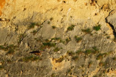 Griffon akbabası gün doğumunda granit kayaların arasında uçuyor.