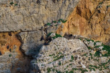 Griffon Akbabaları granit kaya vadilerinde yuva yapıyor.