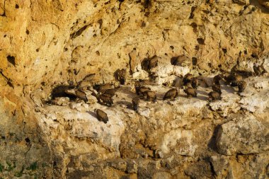 Griffon Akbabaları granit kaya vadilerinde yuva yapıyor.