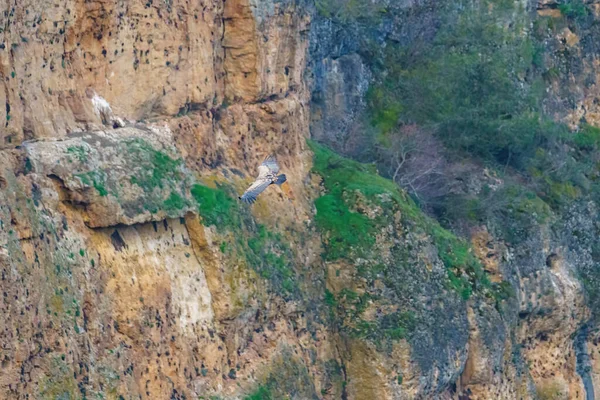 Buitre Leonado Aterrizando Roca Granito Bajo Sol Mañana —  Fotos de Stock