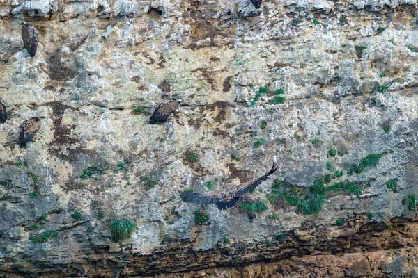 햇살에 화강암 바위에 내려앉는 대머리 — 스톡 사진
