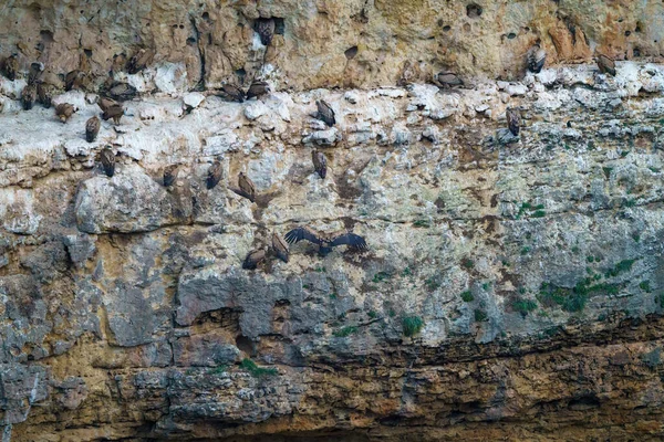 Griffon Akbabaları granit kaya vadilerinde yuva yapıyor.