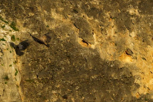 Griffon Vautour Atterrissage Sur Rocher Granit Dans Soleil Tôt Matin — Photo