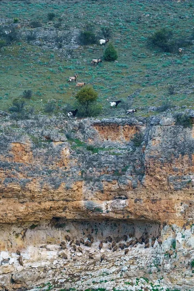Griffon Vultures Nesting Granite Rock Gullies — Stock Photo, Image