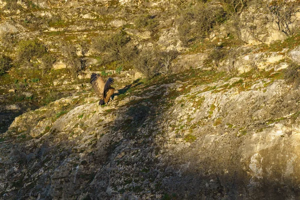 Griffon Akbabası Sabahın Erken Saatlerinde Granit Kayaya Kondu — Stok fotoğraf