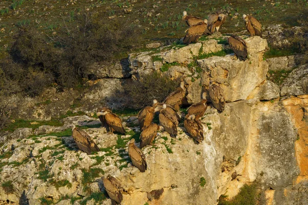 Griffon Akbabaları granit kaya vadilerinde yuva yapıyor.