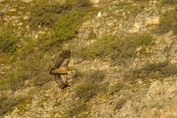 Vulturul Griffon Zboară Peste Copaci Frunze Verzi Primăvara Apus — Fotografie, imagine de stoc