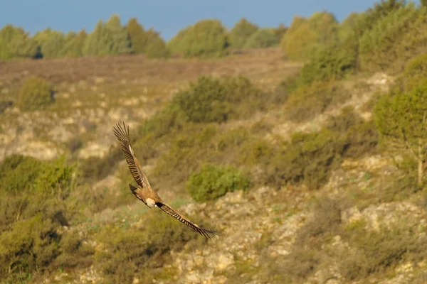 stock image Griffon vulture flying over the trees with green leaves in spring at dusk