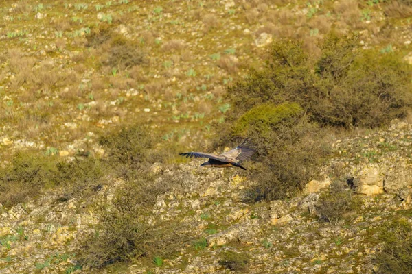 Griffon akbabası ağaçların üzerinde uçuyor İlkbaharda alacakaranlıkta yeşil yapraklarla