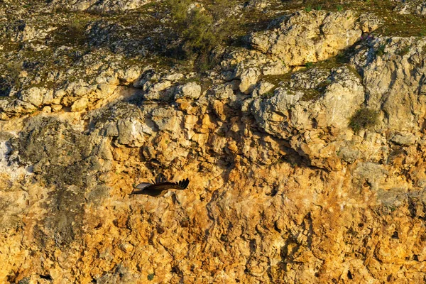 Abutre Griffon Aterrissando Rocha Granito Início Manhã Sol — Fotografia de Stock