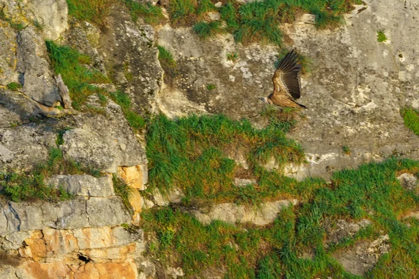 Гріффонський Вульфінг Приземлився Гранітній Скелі Ранковому Сонці — стокове фото