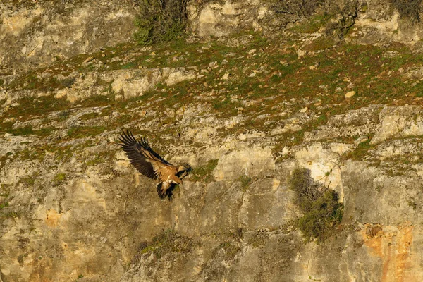 stock image Griffon vulture landing on granite rock in the early morning sunshine