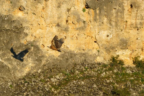 Grifone Avvoltoio Atterraggio Roccia Granitica Sole Del Mattino Presto — Foto Stock