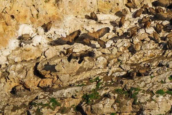 Griffon Vultures Nesting Granite Rock Gullies — Stock Photo, Image