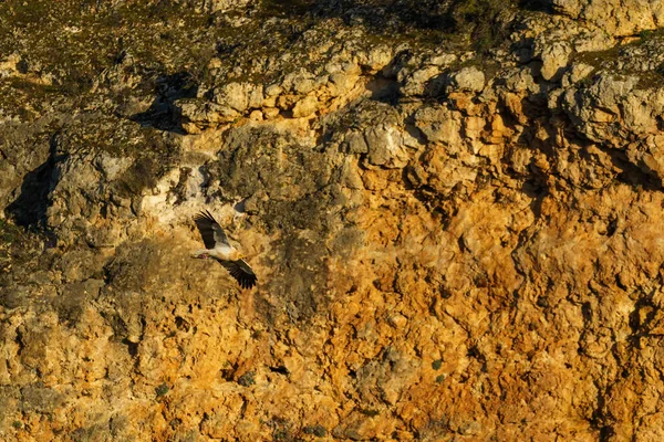 Griffon Vulture Landing Granite Rock Early Morning Sunshine — Stock Photo, Image