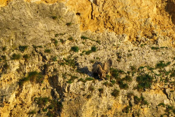 Griffon Akbabası Sabahın Erken Saatlerinde Granit Kayaya Kondu — Stok fotoğraf
