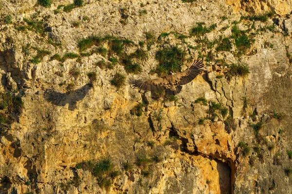 Griffon Akbabaları Granit Kaya Vadilerinde Yuva Yapıyor — Stok fotoğraf