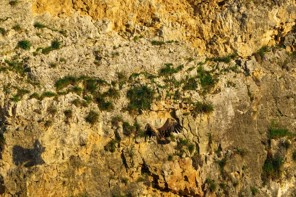 Griffon Akbabaları granit kaya vadilerinde yuva yapıyor.