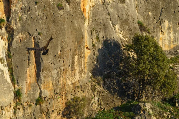 Buitre Leonado Aterrizando Roca Granito Bajo Sol Mañana —  Fotos de Stock