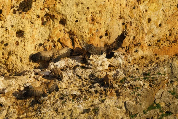 Griffon Vautour Atterrissage Sur Rocher Granit Dans Soleil Tôt Matin — Photo