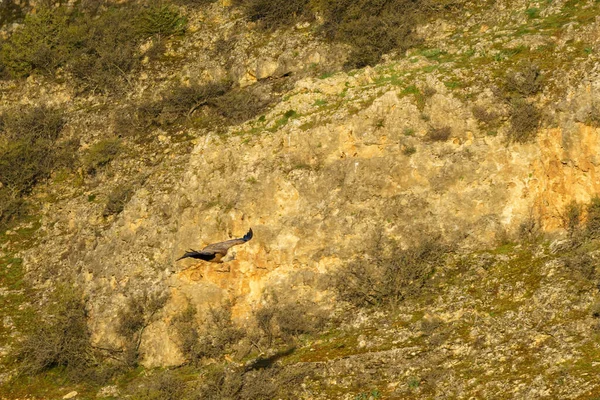 Abutre Griffon Aterrissando Rocha Granito Início Manhã Sol — Fotografia de Stock