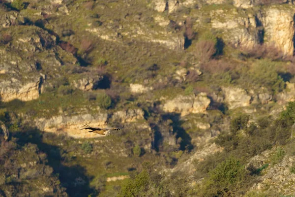 Griffon Akbabası Gün Doğumunda Granit Kayaların Arasında Uçuyor — Stok fotoğraf