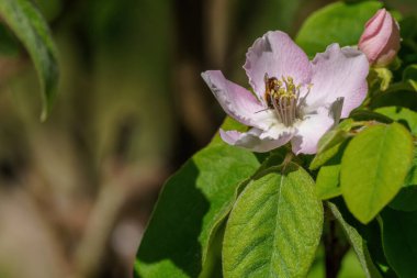 Yeşil yapraklı yeşil yapraklı beyaz çiçeklerin nektarını yiyen eşekarısı.